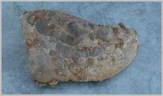 Stromatolite