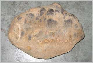 Stromatolite