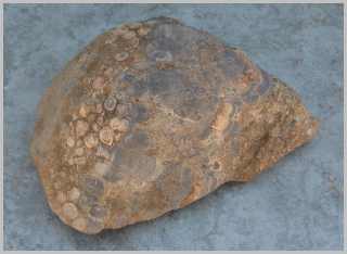Stromatolite