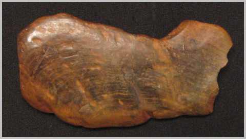 Petrified Wood
