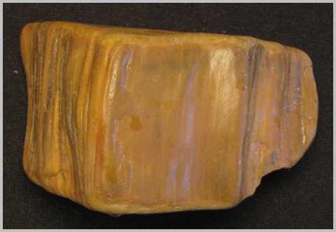 Petrified Wood