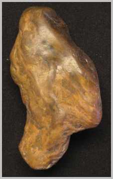 Petrified Wood