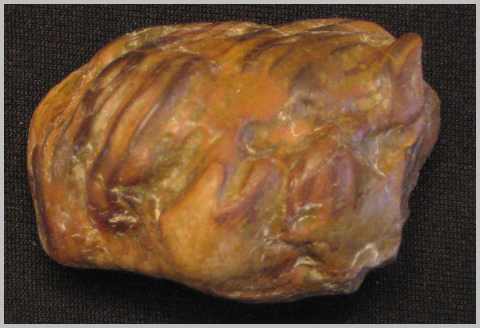 Petrified Wood