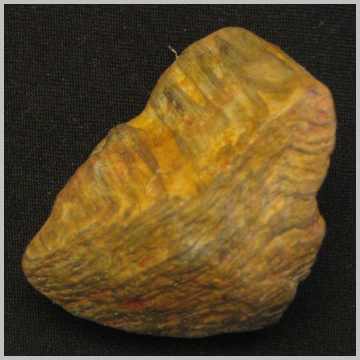 Petrified Wood